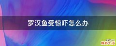罗汉鱼受惊吓怎么办