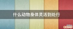 什么动物身体灵活到处行