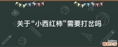 关于“小西红柿”需要打岔吗