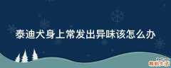 泰迪犬身上常发出异味该怎么办