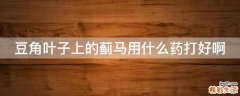 豆角叶子上的蓟马用什么药打好啊