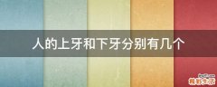 人的上牙和下牙分别有几个