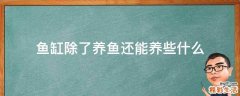 鱼缸除了养鱼还能养些什么