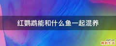 红鹦鹉能和什么鱼一起混养