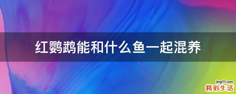 红鹦鹉能和什么鱼一起混养