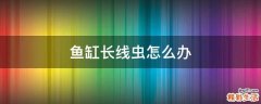 鱼缸长线虫怎么办