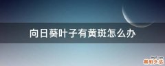 向日葵叶子有黄斑怎么办