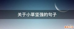 关于小草坚强的句子