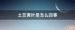 土豆黄叶是怎么回事
