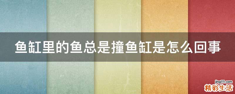 鱼缸里的鱼总是撞鱼缸是怎么回事