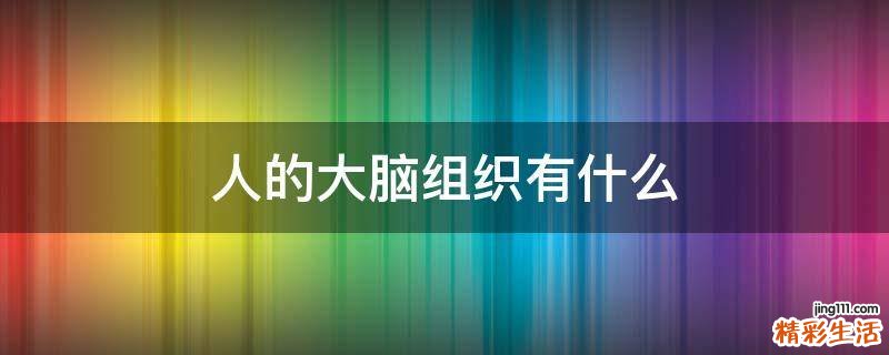人的大脑组织有什么