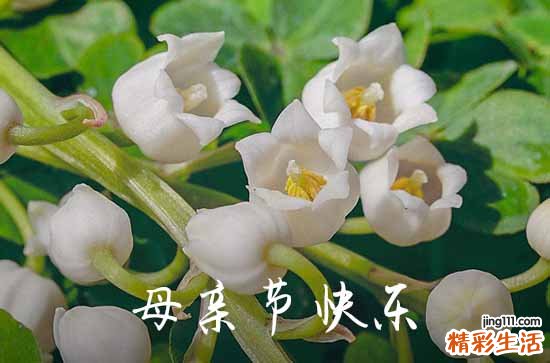 170句 母亲节送康乃馨的文案