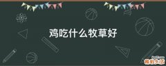 鸡吃什么牧草好