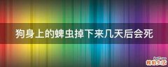 狗身上的蜱虫掉下来几天后会死