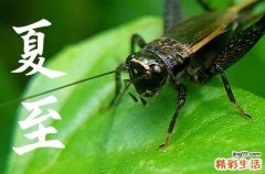120句 夏至节气唯美说说