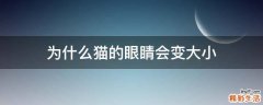 为什么猫的眼睛会变大小
