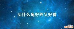 买什么龟好养又好看