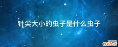 针尖大小的虫子是什么虫子
