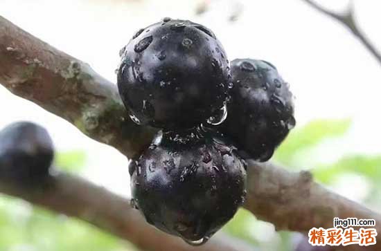 蓝莓买大的好还是小的好 蓝莓是越大越好吗