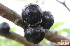 蓝莓14mm大还是16mm大 蓝莓怎么挑选