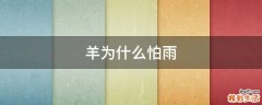 羊为什么怕雨