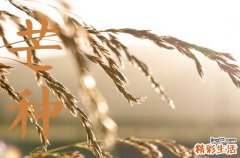 2023芒种是什么时候 2023年芒种是哪天