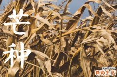 2023年芒种适不适合结婚 芒种是否适合2023年结婚
