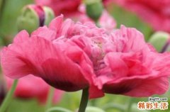 520爱情祝福语汇编2023