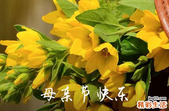 母亲节感谢婆婆妈妈的祝福语 母亲节感谢婆婆和妈妈的文案