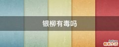 银柳有毒吗