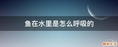 鱼在水里是怎么呼吸的