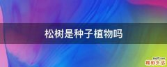 松树是种子植物吗
