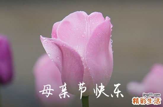 2023年精选母亲节祝福问候语合集30条