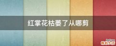 红掌花枯萎了从哪剪