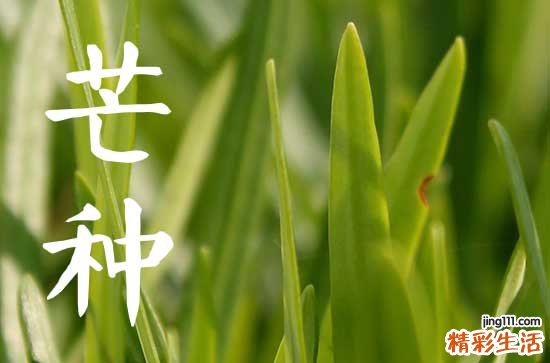 2023年芒种可以种植什么 芒种的注意点