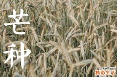 2023年芒种是几月几号 2023年芒种是哪一天