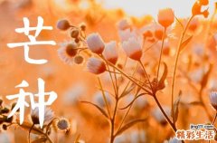 2023年芒种文案