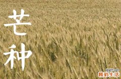 芒种节气的寓意和传统