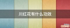 川红花有什么功效