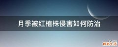 月季被红植株侵害如何防治