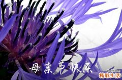 2023年母亲节QQ祝福语汇编45句