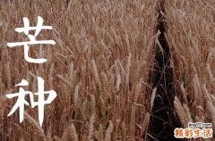 2023年芒种几月几号几分几秒 芒种适合种植什么蔬菜