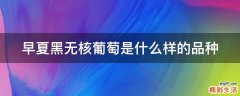 早夏黑无核葡萄是什么样的品种