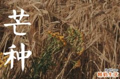 2023年芒种节气的含义芒种此节气的气候特点