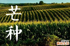 2023年芒种是什么季节的节气芒种节气的民间谚语是什么