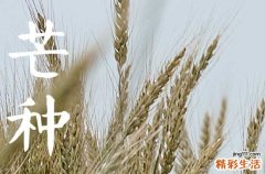 2023年芒种能不能理发 芒种理发精神足
