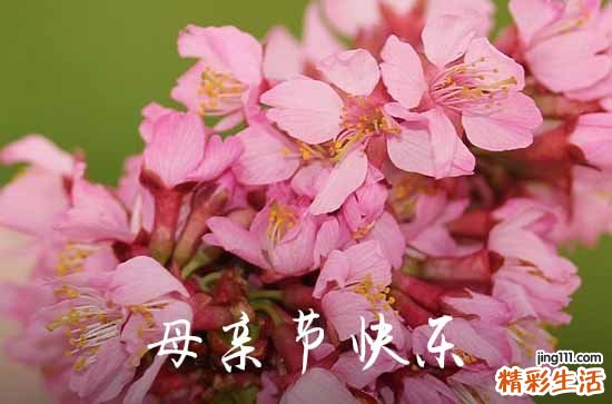 最温暖的母亲节祝福语2023