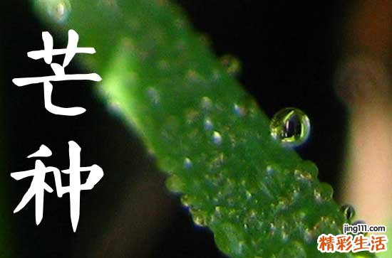 2023年芒种是几月几号为何如此“忙”