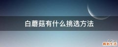 白蘑菇有什么挑选方法