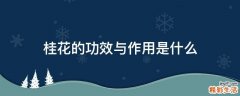 桂花的功效与作用是什么